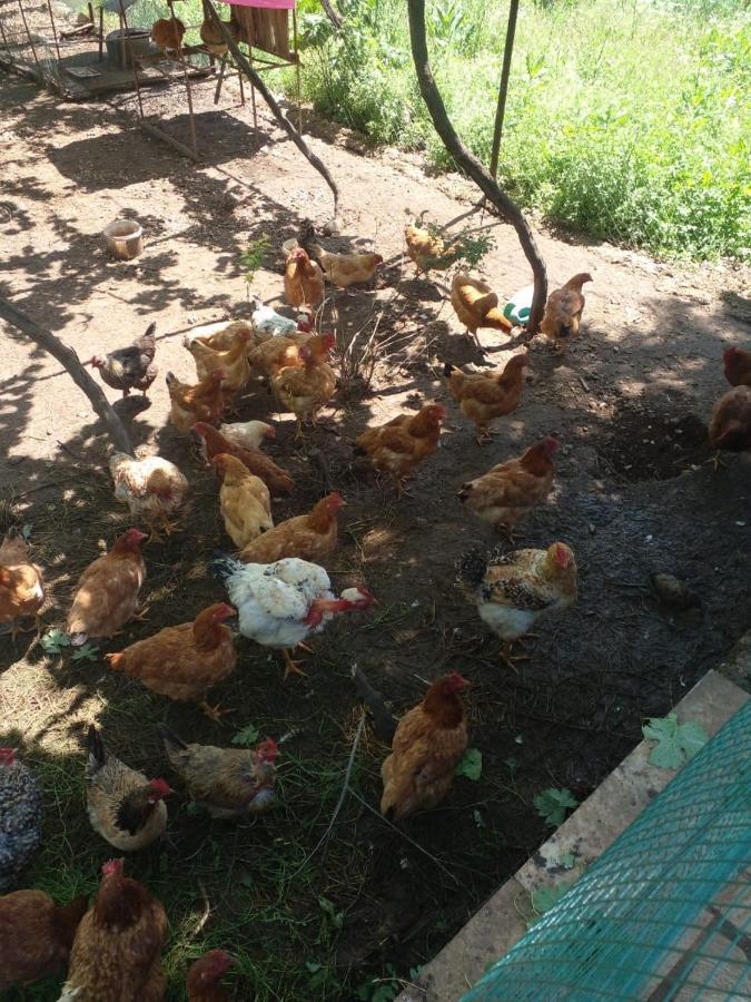 Kasaj Villa Gjirokastra Zewnętrze zdjęcie